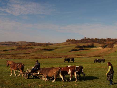 Foto Cu caii, vitele si bivolii in tarina (c) Petru Goja